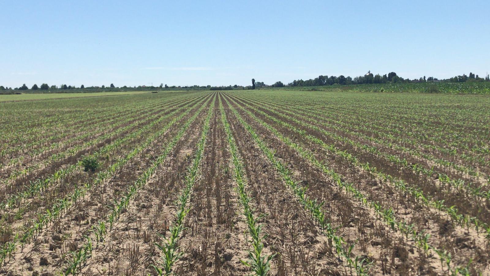 2020_06 - Prove di semina mais